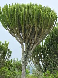 Image result for Euphorbia eranthes