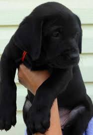 Black And Tan Labrador Retriever Puppies For Sale Puppies For Sale Mastador Puppies Lab Puppies Puppies
