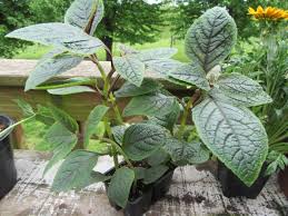 Image result for Plectranthus elegans
