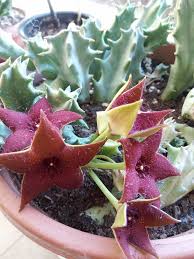 Image result for Orbea melanantha