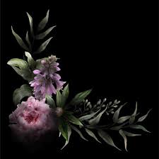 Hardiness zone 3a, 3b, 4a, 4b, 5a, 5b, 6a, 6b, 7a, 7b, 8a, 8b. Premium Vector Corner Floral Watercolor Peony And Hosta Flowers Leaves Black Background And Deep Shadows Hand Drawn Watercolor Illustration