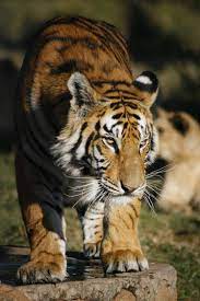 pin by libia gutierez on amazing animals animals wild beautiful arabian horses wild cats