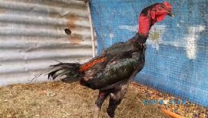 Sabung ayam vietnam, main taruhan sabung ayam online vietnam melalui agen sv388, daftar sabung ayam online vietnam dengan mudah, bisa daftar dengan bank bri bni bca mandiri. Ciri Ciri Ayam Aduan Ga Noi Asli Vietnam Yang Jarang Diketahui