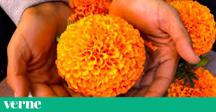 Flores que duran todo el año. Por Que Nos Cuesta Que El Cempasuchil Sobreviva Despues De Dia De Muertos Verne Mexico El Pais