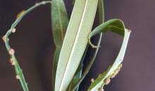 Image result for pseudomonas savastanoi pv nerii oleander symptoms