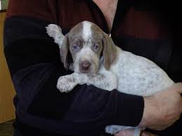 Image result for slovenský ohař hrubosrstý