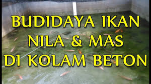 Budidaya Ikan Nila Mas Di Kolam Beton Youtube