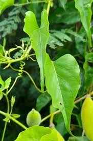 Image result for Amphilophium