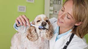 According to our claims data,^ the average cost of a pet dental cleaning is about $250. Pet Dental Insurance Explained Forbes Advisor