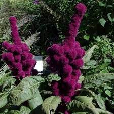 Heirloom Red Elephant Head Amaranth Seeds By Foothillsprincess 3 50 Flower Seeds Unusual Flowers Flowers