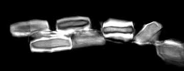 Image result for Eminia antennulifera