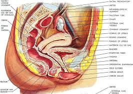 Interactive video showing normal female pelvic anatomy as seen by laparoscopy. Pin On Anatomy For Birth