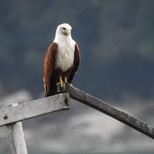 Nama sainsnya ialah haliastur indus. Pangkor Wild Birds Brahminy Kite Haliastur Indus Burung Helang Merah Teluk Dalam Pangkornatureguides Madispangkortrail Birdsofpangkor Beatifulisland P900 Facebook