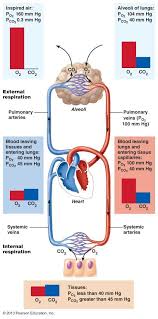 The Respiratory System Respiratory System Medical Knowledge Human Anatomy And Physiology