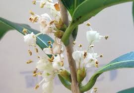 Image result for Oleaceae