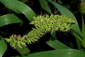 Image result for Setaria verticillata