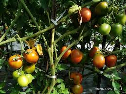 Bercak daun septoria pada tomat disebabkan oleh jamur septoria lycopersici. Cara Mencegah Agar Daun Tomat Tidak Menguning Dan Rontok Tips Petani