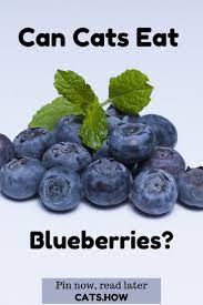 Does Cat Eat Blueberries In 2021 Blueberry Healthy Fruits Healthy Cat