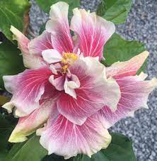 Hibiscus Godiva Hibiscus Hibiscus Rosa Sinensis Beautiful Flowers Hibiscus