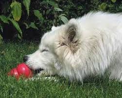 Spielefieber Spass Mit Hund Hunde Hunde Futter Hunde Sachen