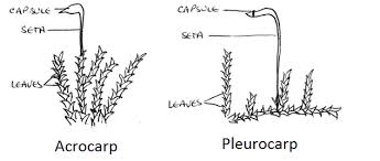 They have the vegetative cells on under side and columns of. Plant Divisions Mosses Liverworts And Hornworts Tentative Plant Scientist