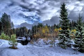 Taiga Forest Wallpapers Wallpaper Cave
