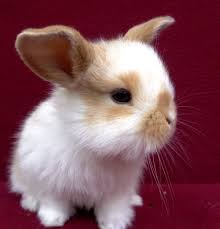 17 Mini Lop Bunny Rabbits In Caldwell Idaho Cute Baby Bunnies Cute Bunny Pictures Mini Lop Bunnies