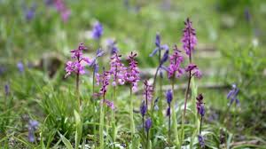 It was found in fort wayne indiana. Early Purple Orchid The Wildlife Trusts