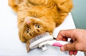Visit us at cats pajamas grooming and get amazing offers. Cat Grooming Tips Aspca