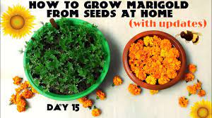 Pin On Marigold