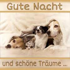 Wünsche deinem schatz und deinen freunden eine gute wir haben dir hier eine sammlung an schönen und lustigen gute nacht sprüchen zusammengestellt. Gute Nacht Hunde Gute Nacht Nacht Gute Nacht Grusse