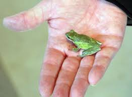 The pacific tree frog (pseudacris regilla), also known as the pacific chorus frog, has a range from the west coast of the united states (from northern california, oregon, and washington) to british columbia in canada and extreme southern alaska. Are Tiny Frogs In The Kitchen A Sign Of Worse Things To Come