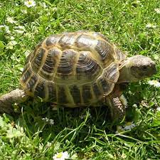 In urma acestui incident vei avea succes in afaceri. Ce InseamnÄƒ Cand Visezi O BroascÄƒ Interpretarea Visului In Care Apare O BroascÄƒ Zenivers Ro