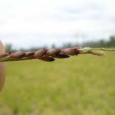 Image result for Entolasia