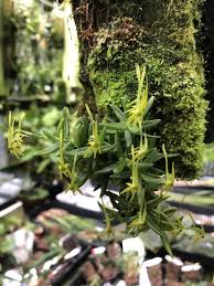 Image result for Angraecum calceolus