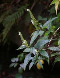 Image result for Justicia betonica