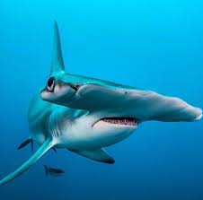 Hammerhead Shark Hammerhead Shark Shark Photos Ocean Creatures