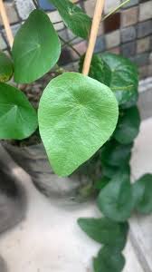 Image result for Cissampelos