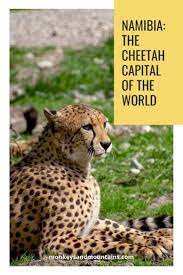 Cheetahs In Namibia The Cheetah Capital Of The World Namibia Cheetahs Cheetah