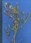 Image result for Polygala senensis