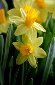 Pin By Lucyna Bozek On Narciso Purple Flowers Wallpaper Beautiful Flowers Spring Flowers