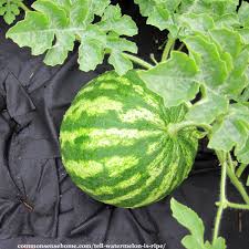 The bigger the yellow belly and the creamier the color means the more time the melon spent ripening on the vine. How To Tell If A Watermelon Is Ripe 4 Tips To Pick A Good Watermelon