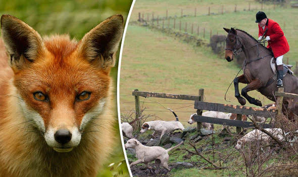Hunt killing of fox sparks call for shake-up of law | UK | News | Express.co.uk