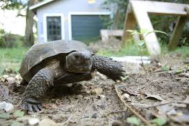 Gopher Tortoise Pet Turtle Tortoise Pet Care