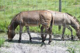 We did not find results for: Zedonks Half Zebra Half Donkey Picture Of Safari Wilderness Lakeland Tripadvisor