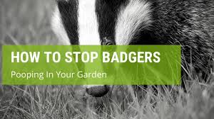 How to stop cats from pooping in your garden? How To Stop Badgers Pooping In Your Garden Jack S Garden