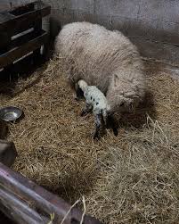Naissance ce matin à Prelenfrey ! Une petite agnelle prénommée Abby par les  anciens propriétaires de Sully qui est son papa ! D'autres ne vont pas  tarder je crois 😅
