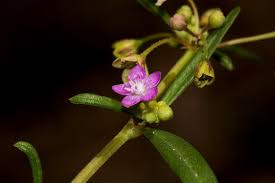 Image result for Gisekia africana