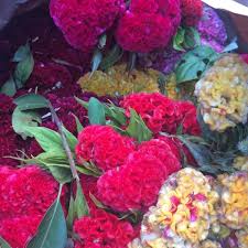 Check spelling or type a new query. Major Wholesale Florist Nomad 0 Tips