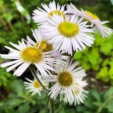 Image result for Erigeron